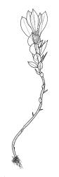 Calomnion complanatum, habit of ♂ shoot. Drawn from A.J. Fife 11314, CHR 514642.
 Image: R.C. Wagstaff © Landcare Research 2016 